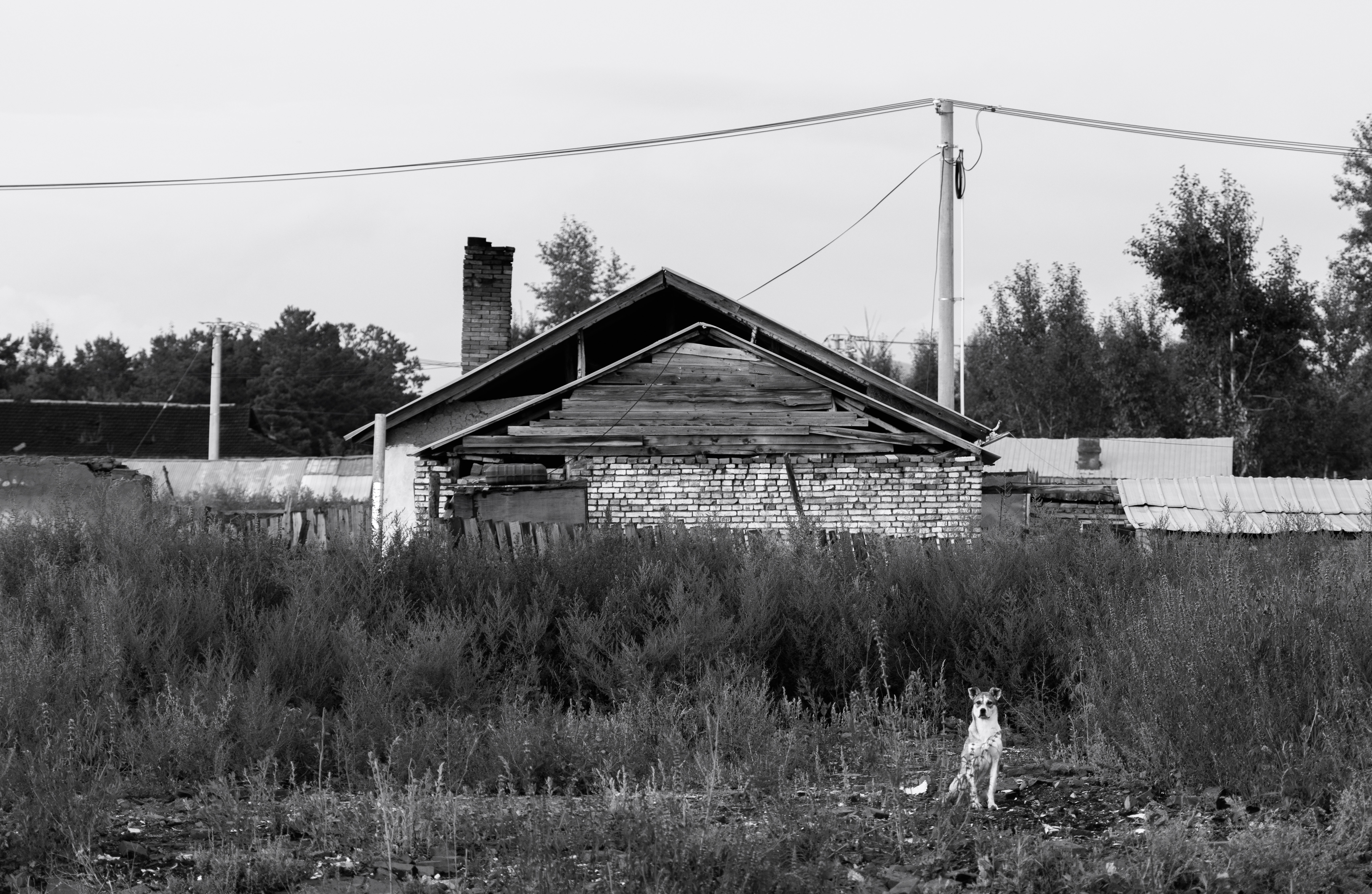 House & Dog