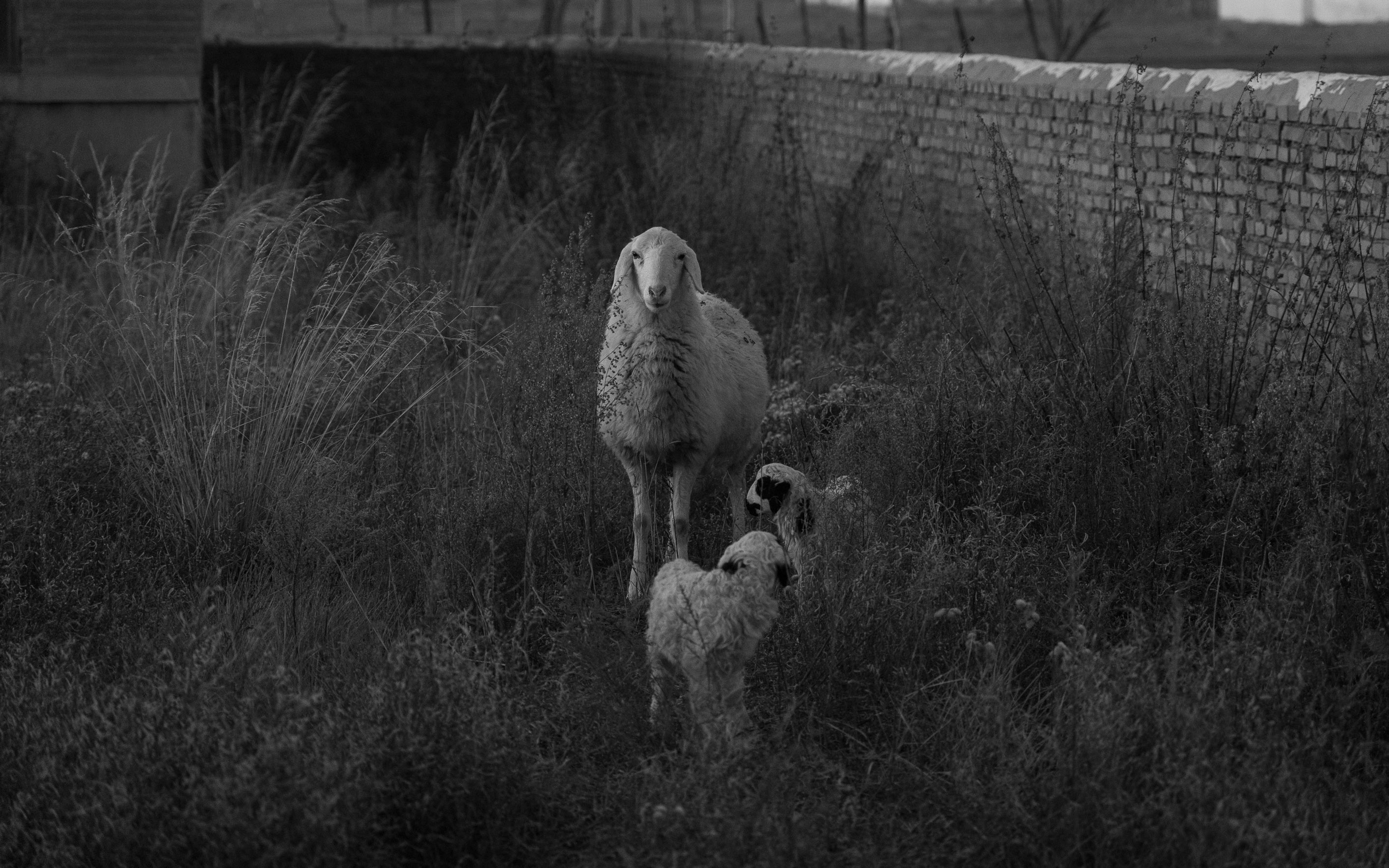 Sheep
