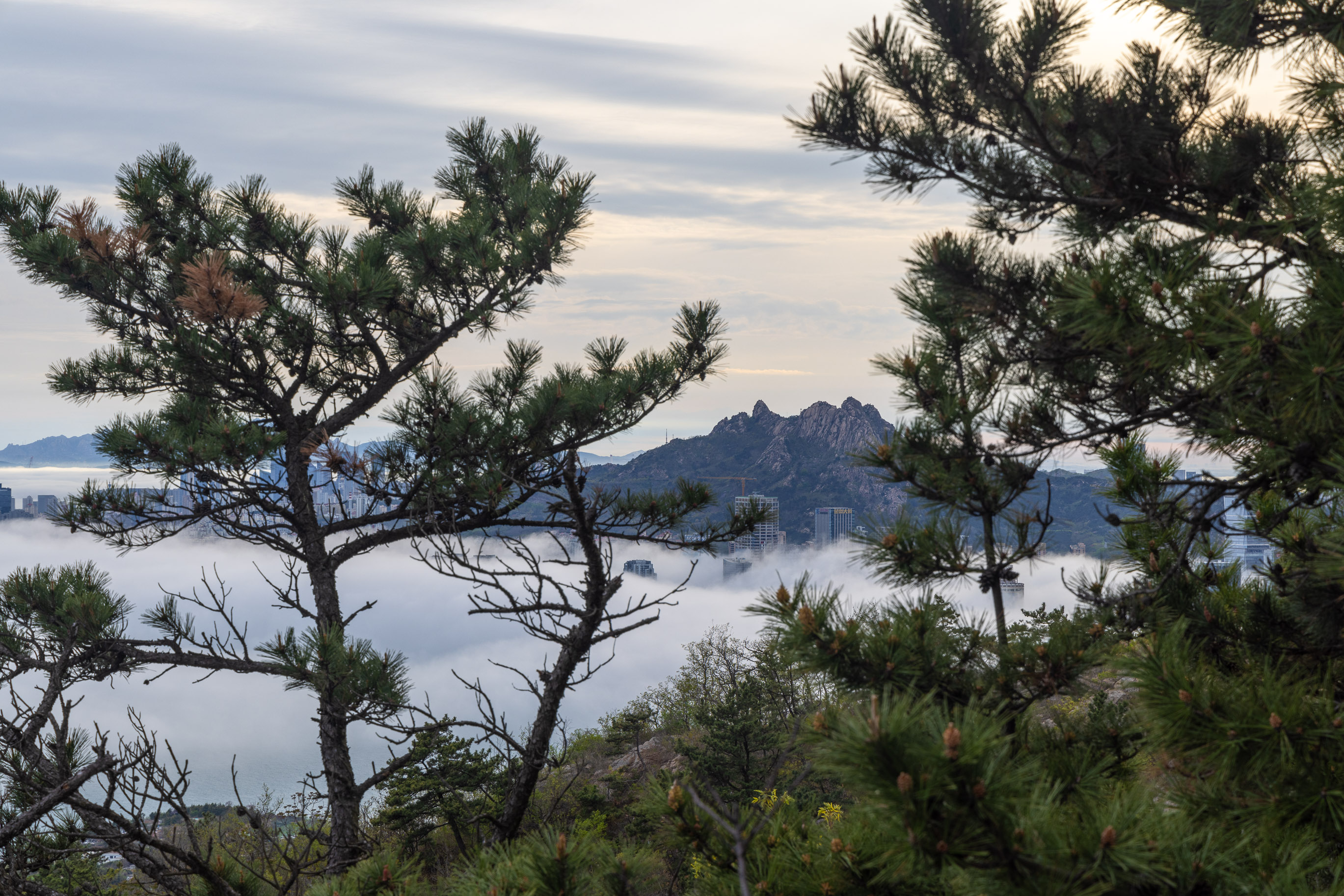 Advection Fog Scenery, Qingdao<br>2024-04-28